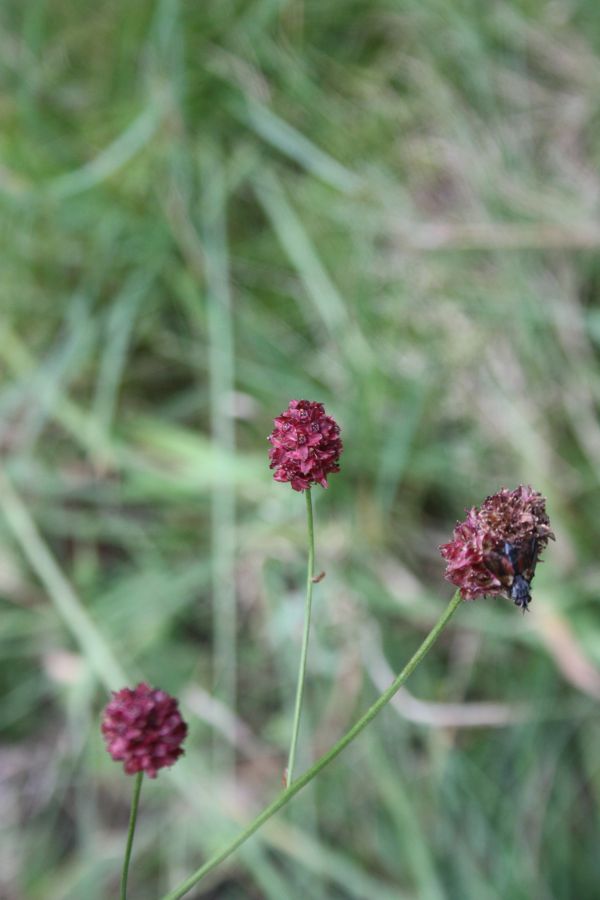 Fliege auf Großem Wiesenknopf